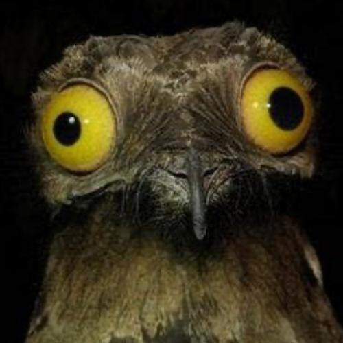 Avatar von troima